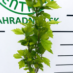 Ibištek sýrsky (Hibiscus syriacus) ´Gandini van Aart´®- výška 120-130 cm, kont. C5L - NA KMIENKU